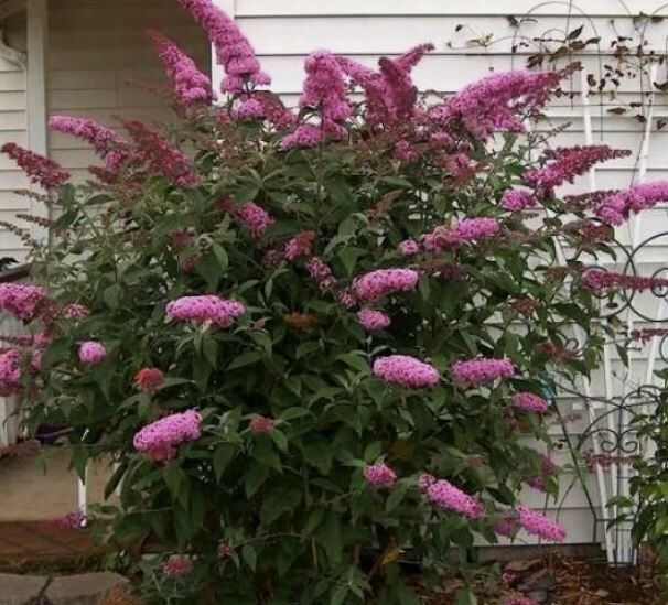 ������� ����� �� ��������: ��� �������� ������ ��������