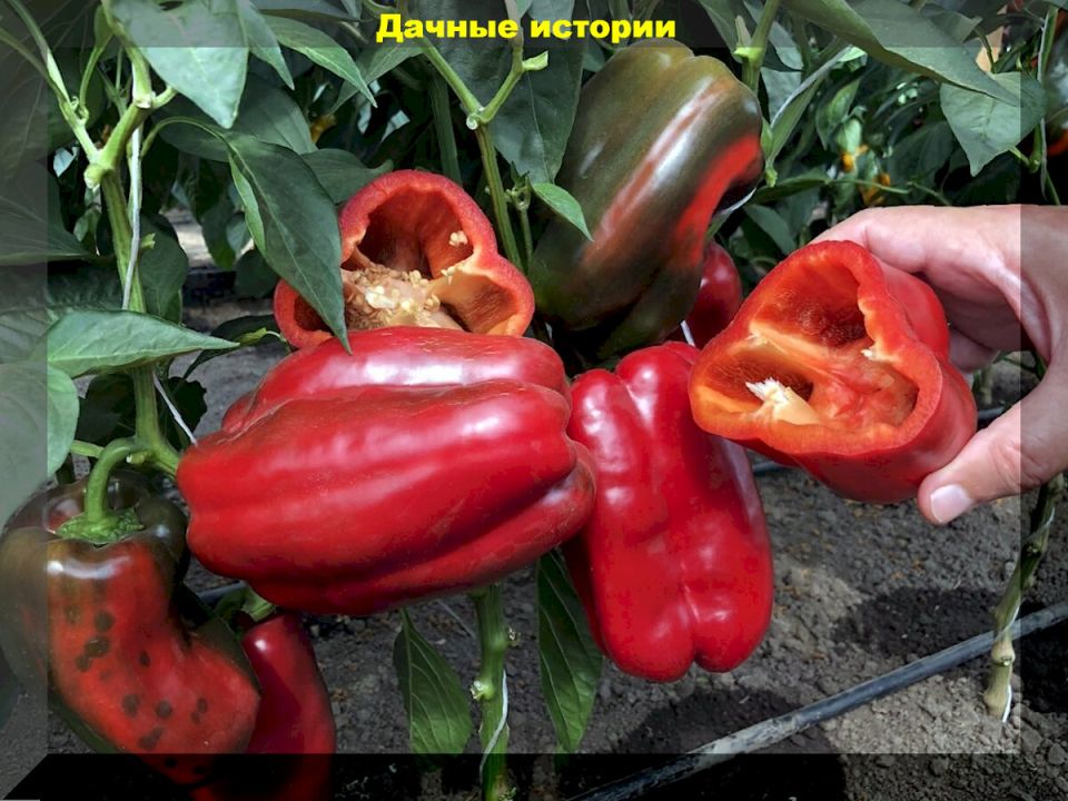 Сладкий перец: лучшие гибриды для вашего огорода