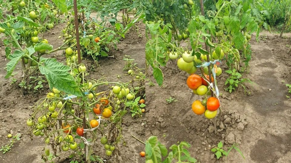 ���������������� ������: ���� ������, ������� �������� ���������� ����