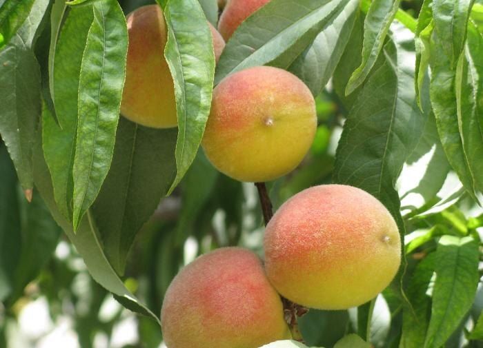 Выращивание экзотических фруктов на севере: реально ли это?