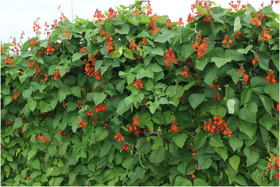 Декоративная фасоль: новый взгляд на старое увлечение