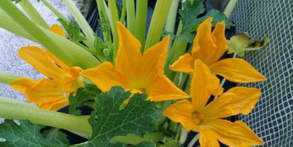 Как обеспечить высокую урожайность кабачков: важные советы и удобрения