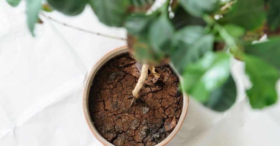 ����� �� ��������� ����: ������ �������� �������������