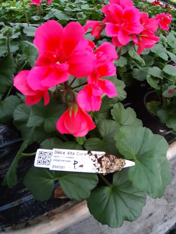 ������ ������� ������� � ������ ����� ��� ������ ����