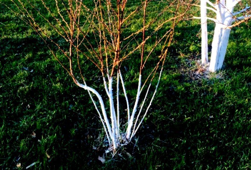 Почему побелка деревьев важна: разъяснение и советы