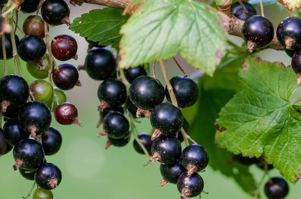 Как правильно подкармливать смородину в августе для успешного урожая